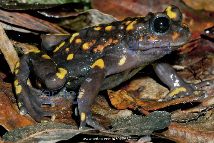 : Chile Mountains False Toad : Chile Mountains False Toad