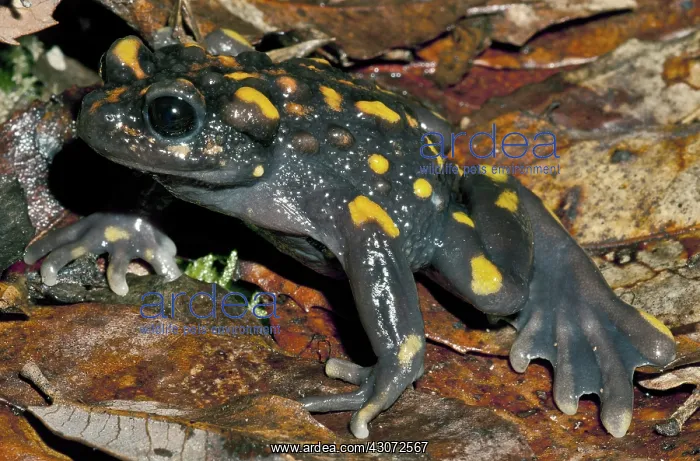 : Chile Mountains False Toad : Chile Mountains False Toad