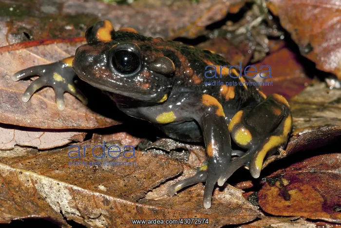 : Chile Mountains False Toad : Chile Mountains False Toad
