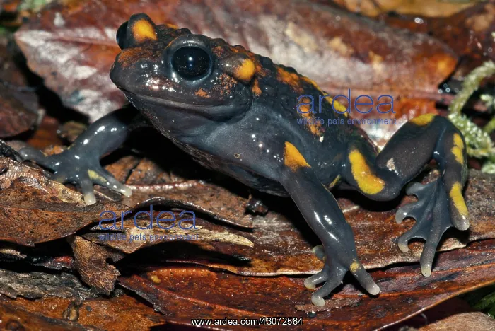: Chile Mountains False Toad : Chile Mountains False Toad