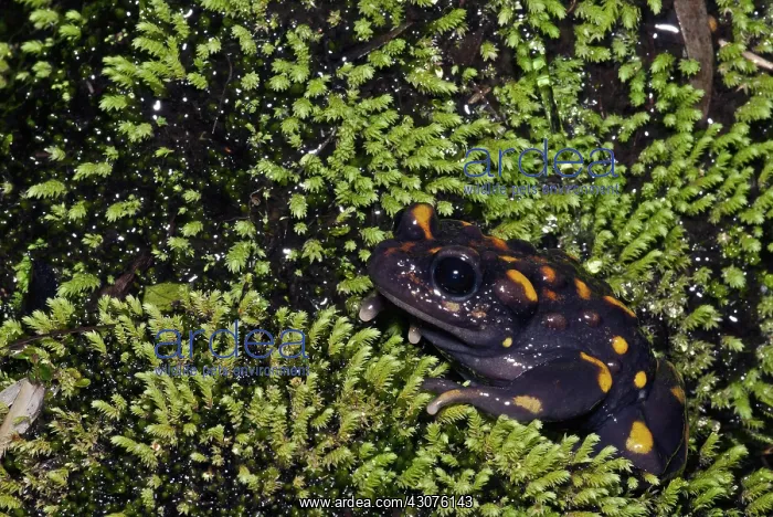 : Chile Mountains False Toad : Chile Mountains False Toad