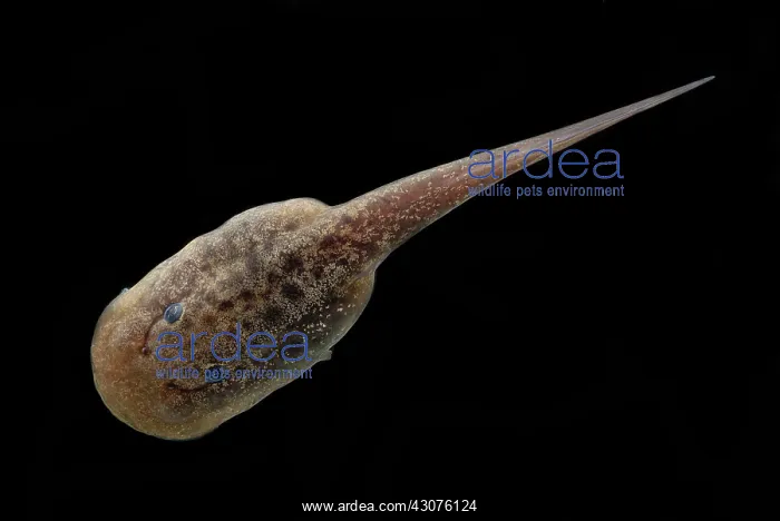 : Chile Mountains False Toad Tadpole : Chile Mountains False Toad Tadpole