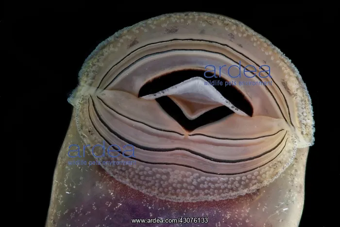 : Chile Mountains False Toad Tadpole : Chile Mountains False Toad Tadpole