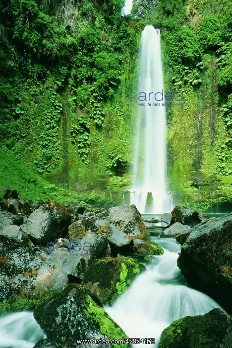 : CHILE - Salto del Malleco waterfall : CHILE - Salto del Malleco waterfall