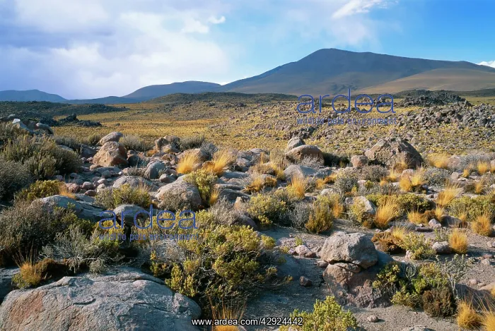 : Chile - South America, The Andes, 2nd region : Chile - South America, The Andes, 2nd region
