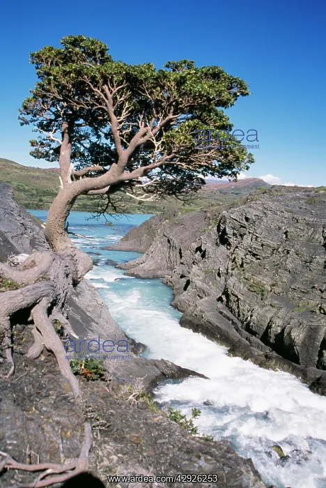 : CHILE - spillway of Salto Grande Waterfall, with : CHILE - spillway of Salto Grande Waterfall, with