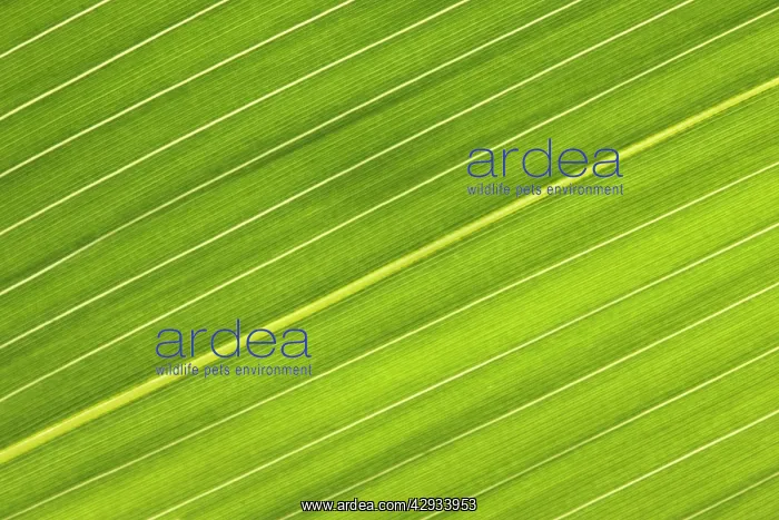 : Chilean Bamboo - Close-up of parallel leaf veins : Chilean Bamboo - Close-up of parallel leaf veins