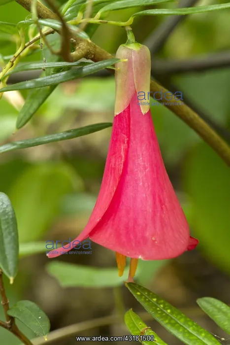 : Chilean Bellflower (Philesia magellanica) flower : Chilean Bellflower (Philesia magellanica) flower