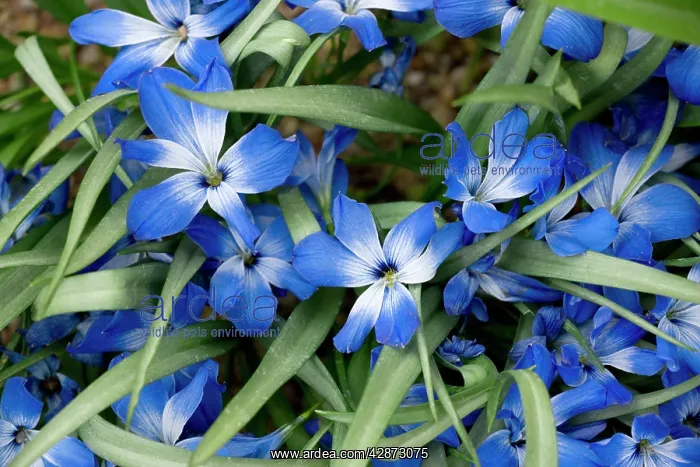 : Chilean blue crocus - from the high Andes : Chilean blue crocus - from the high Andes