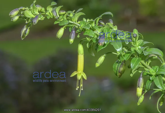 : Chilean box thorn, Vestia foetida, in flower in : Chilean box thorn, Vestia foetida, in flower in