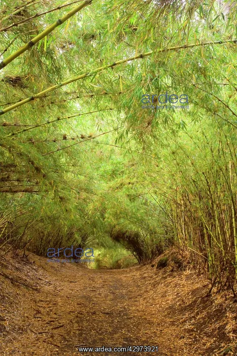 : Chilean Feather Bamboo / Coligue Bamboo / Colihue : Chilean Feather Bamboo / Coligue Bamboo / Colihue