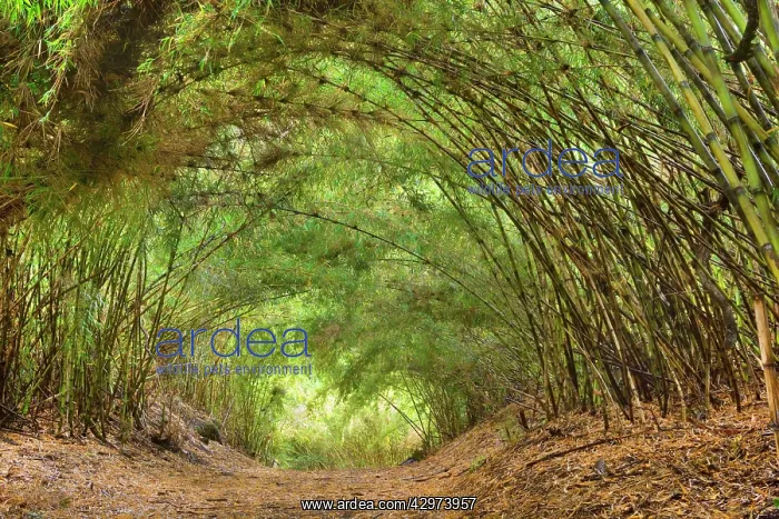 : Chilean Feather Bamboo / Coligue Bamboo / Colihue : Chilean Feather Bamboo / Coligue Bamboo / Colihue