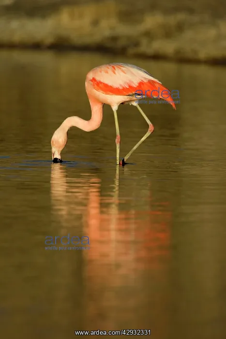 : Chilean Flamingo : Chilean Flamingo