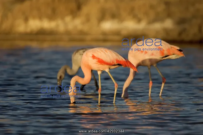 : Chilean Flamingo : Chilean Flamingo