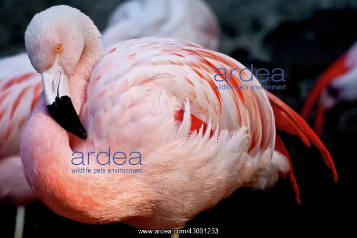 : Chilean Flamingo : Chilean Flamingo