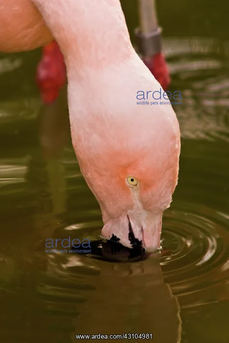 : Chilean Flamingo : Chilean Flamingo