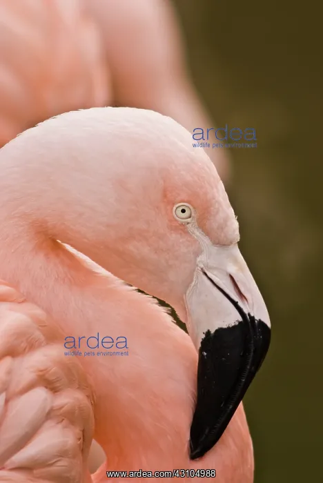 : Chilean Flamingo : Chilean Flamingo