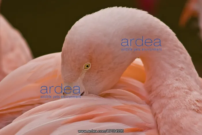 : Chilean Flamingo : Chilean Flamingo