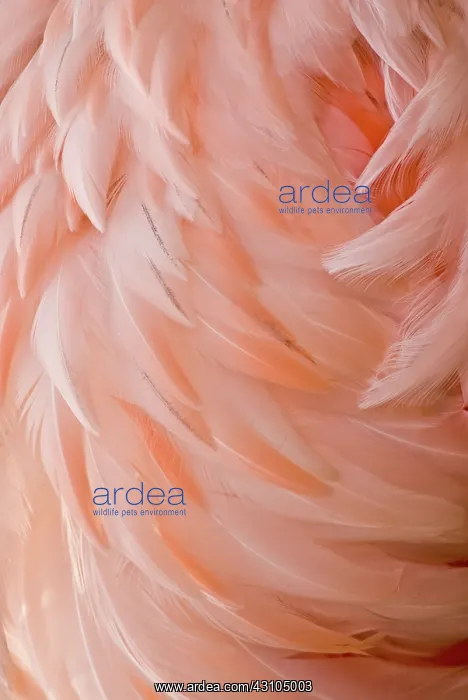 : Chilean Flamingo : Chilean Flamingo
