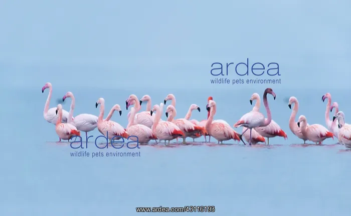 : Chilean Flamingo : Chilean Flamingo