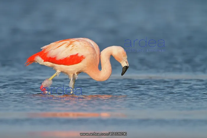 : Chilean Flamingo : Chilean Flamingo