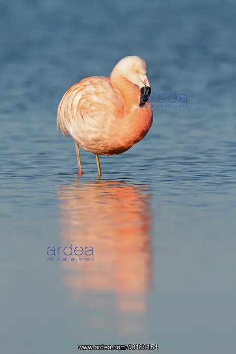 : Chilean Flamingo : Chilean Flamingo