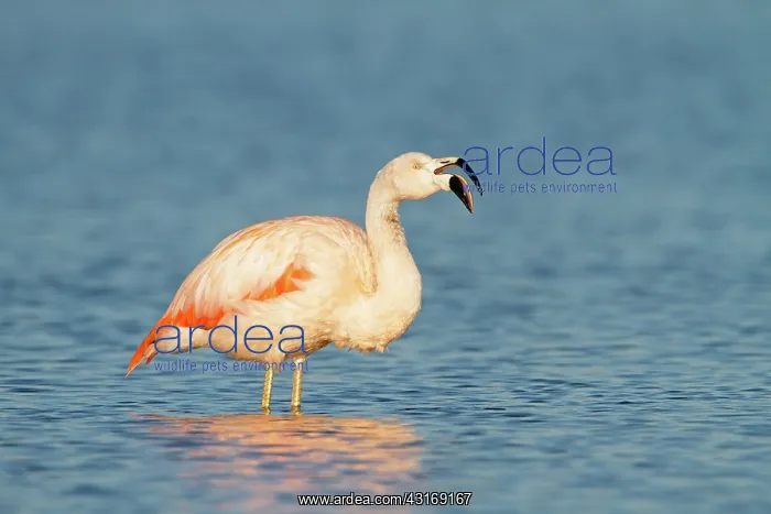 : Chilean Flamingo : Chilean Flamingo