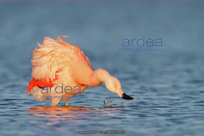 : Chilean Flamingo : Chilean Flamingo