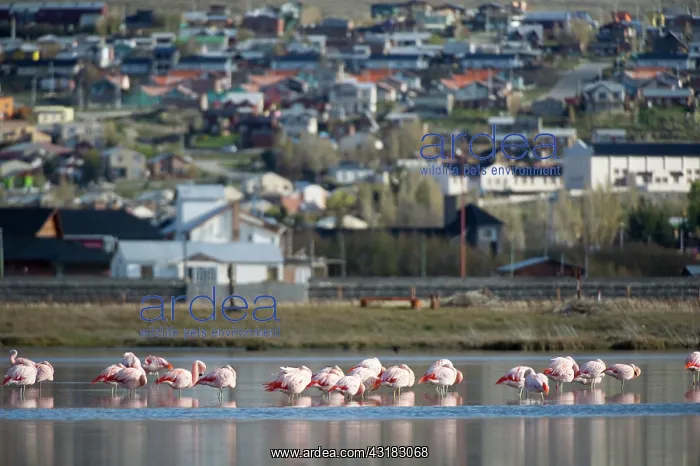  : Chilean Flamingo