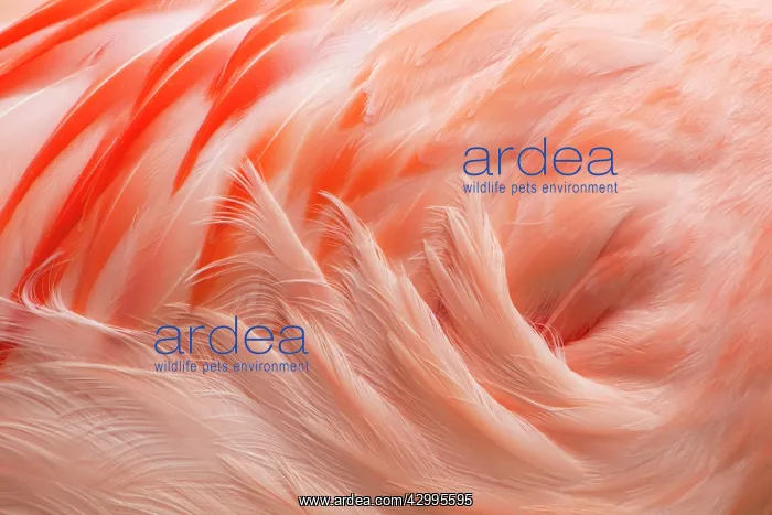 : Chilean Flamingo - abstract : Chilean Flamingo - abstract