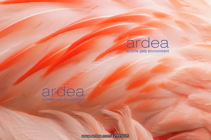 : Chilean Flamingo - abstract : Chilean Flamingo - abstract