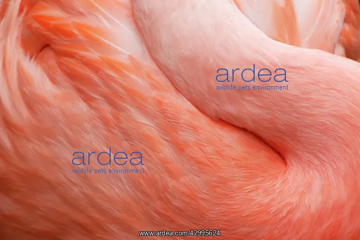 : Chilean Flamingo - abstract : Chilean Flamingo - abstract