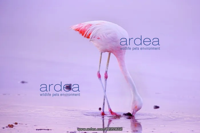 : Chilean Flamingo - adult feeding by stalking through : Chilean Flamingo - adult feeding by stalking through