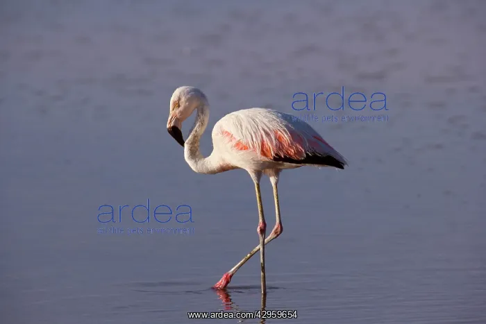 : Chilean Flamingo - adult stalking through a saline laguna : Chilean Flamingo - adult stalking through a saline laguna