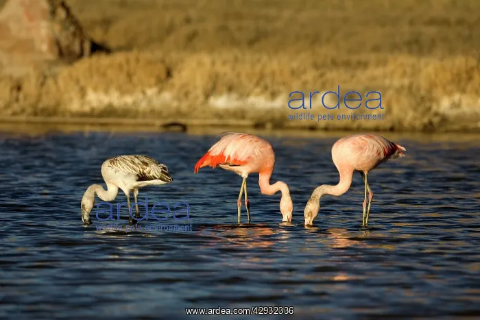 : Chilean Flamingo - Adults and immature (left) : Chilean Flamingo - Adults and immature (left)