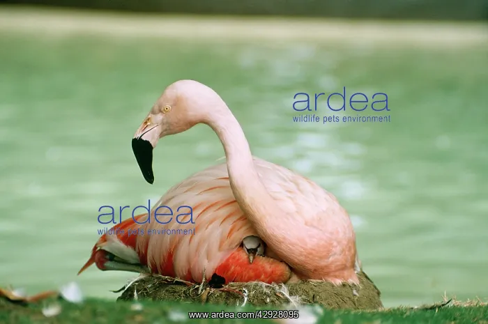 : Chilean FLAMINGO - and chick : Chilean FLAMINGO - and chick