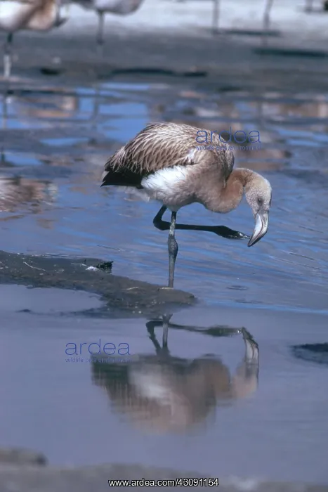 : Chilean Flamingo Chick : Chilean Flamingo Chick