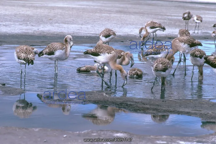 : Chilean Flamingo Chicks : Chilean Flamingo Chicks