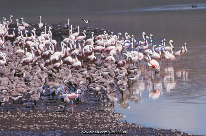 : Chilean Flamingo - colony with young : Chilean Flamingo - colony with young
