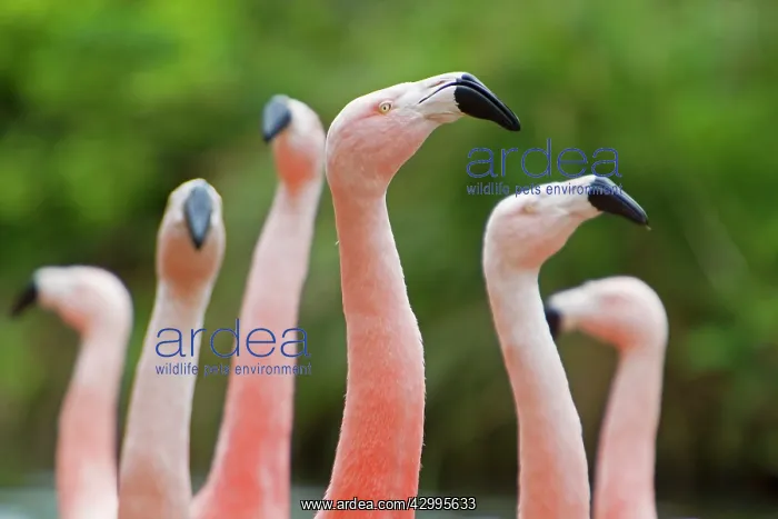 : Chilean Flamingo - courtship dance : Chilean Flamingo - courtship dance