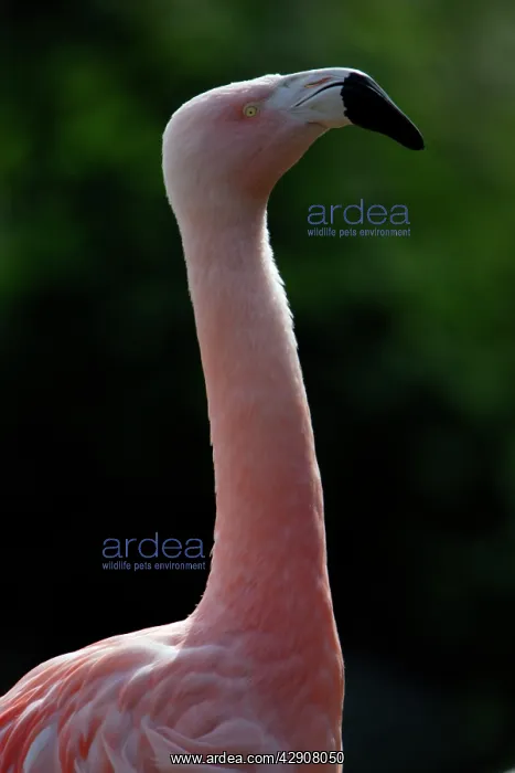 : Chilean Flamingo - detailed study of neck and head : Chilean Flamingo - detailed study of neck and head