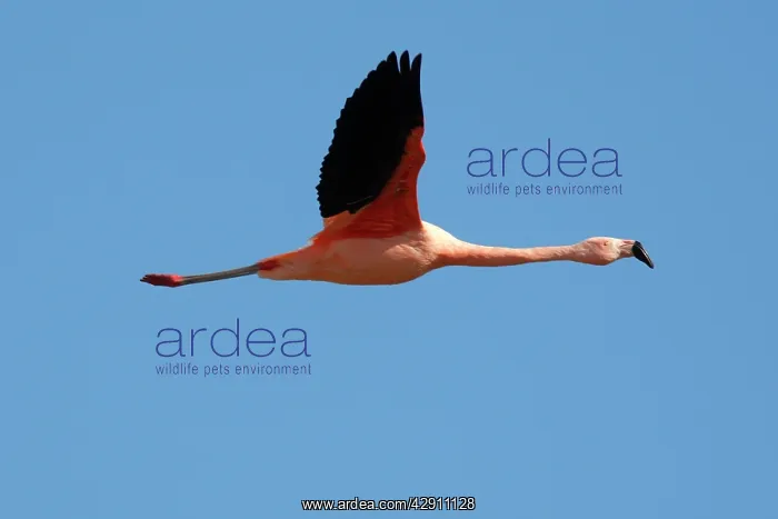 : Chilean Flamingo - in flight : Chilean Flamingo - in flight