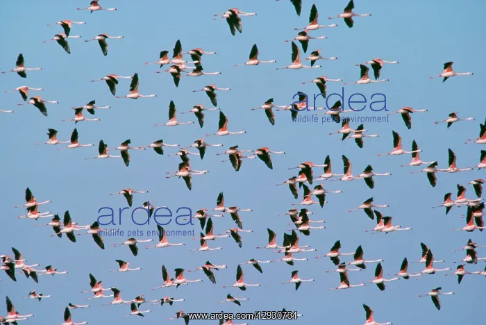 : Chilean Flamingo - in flight : Chilean Flamingo - in flight