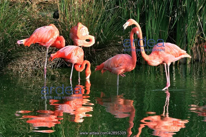 : Chilean Flamingo - group in water : Chilean Flamingo - group in water