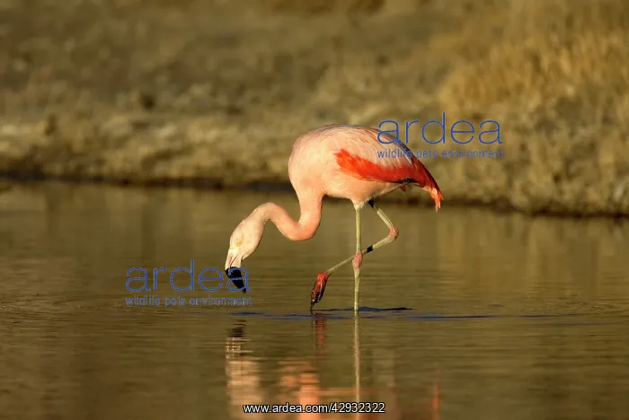 : Chilean Flamingo - on one leg : Chilean Flamingo - on one leg