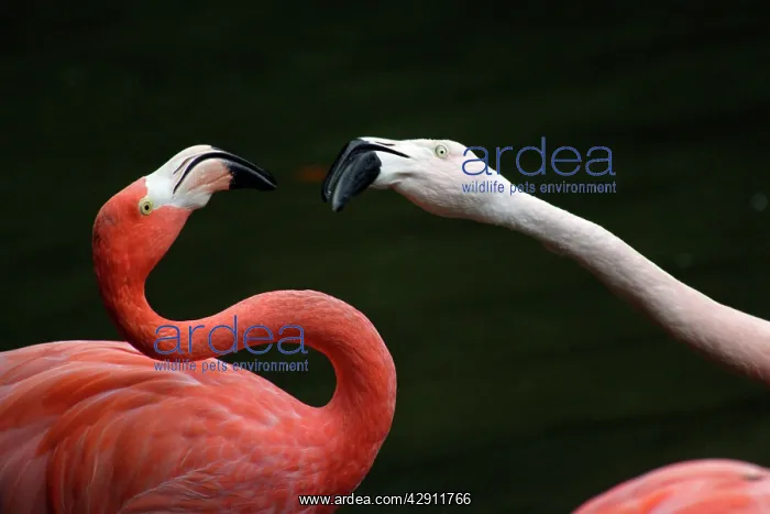 : Chilean Flamingo (Phoenicopterus ruber chilensis) : Chilean Flamingo (Phoenicopterus ruber chilensis)