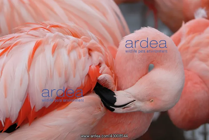 : Chilean Flamingo preening controlled conditions : Chilean Flamingo preening controlled conditions