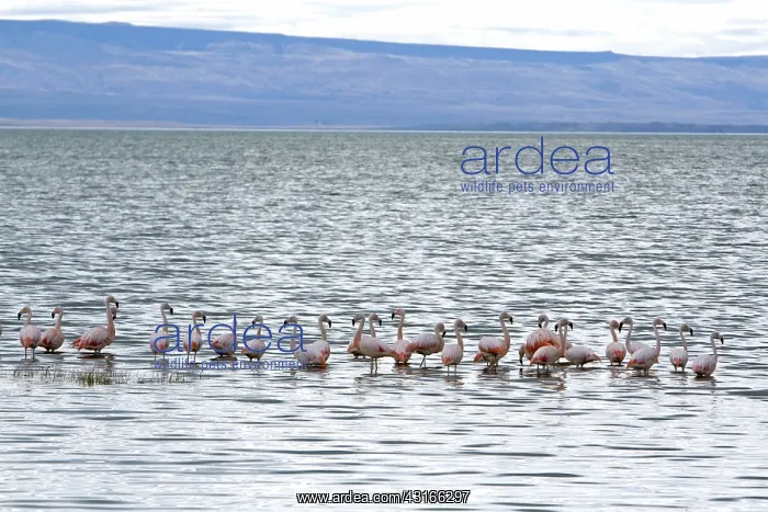 : Chilean Flamingoes : Chilean Flamingoes
