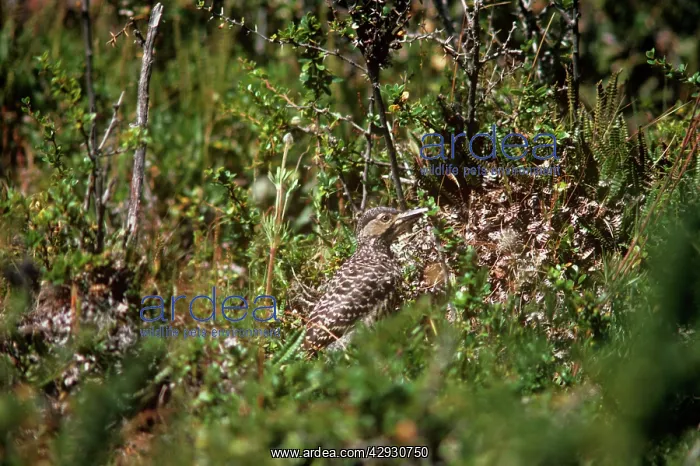 : Chilean Flicker : Chilean Flicker