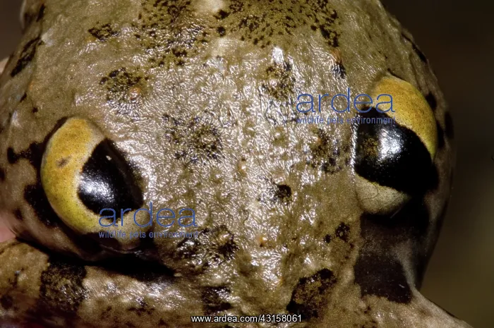 : Chilean Four-eyed Frog : Chilean Four-eyed Frog
